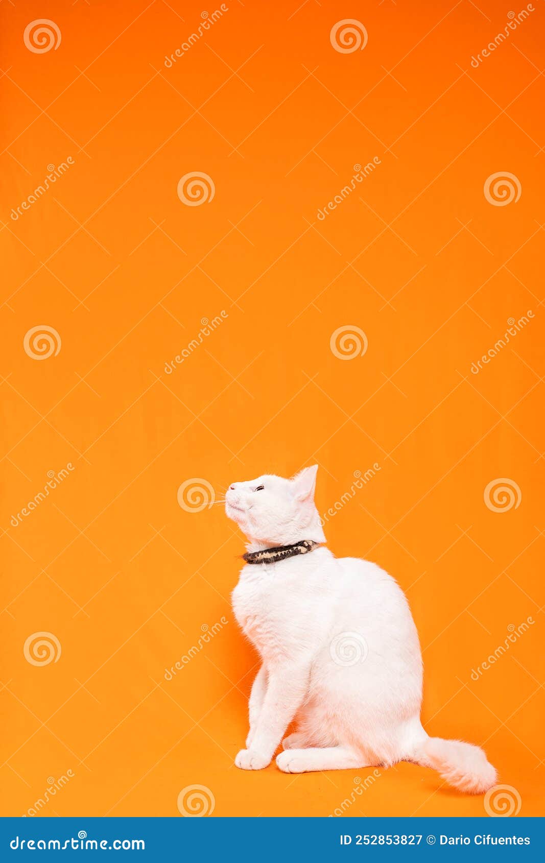 young white cat on orange background, space for text