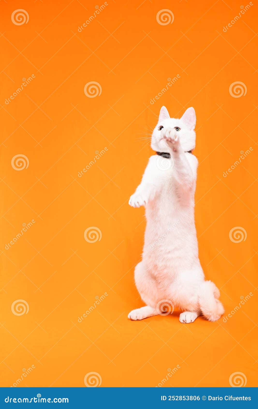 small white cat stands on two legs to reach something, orange background