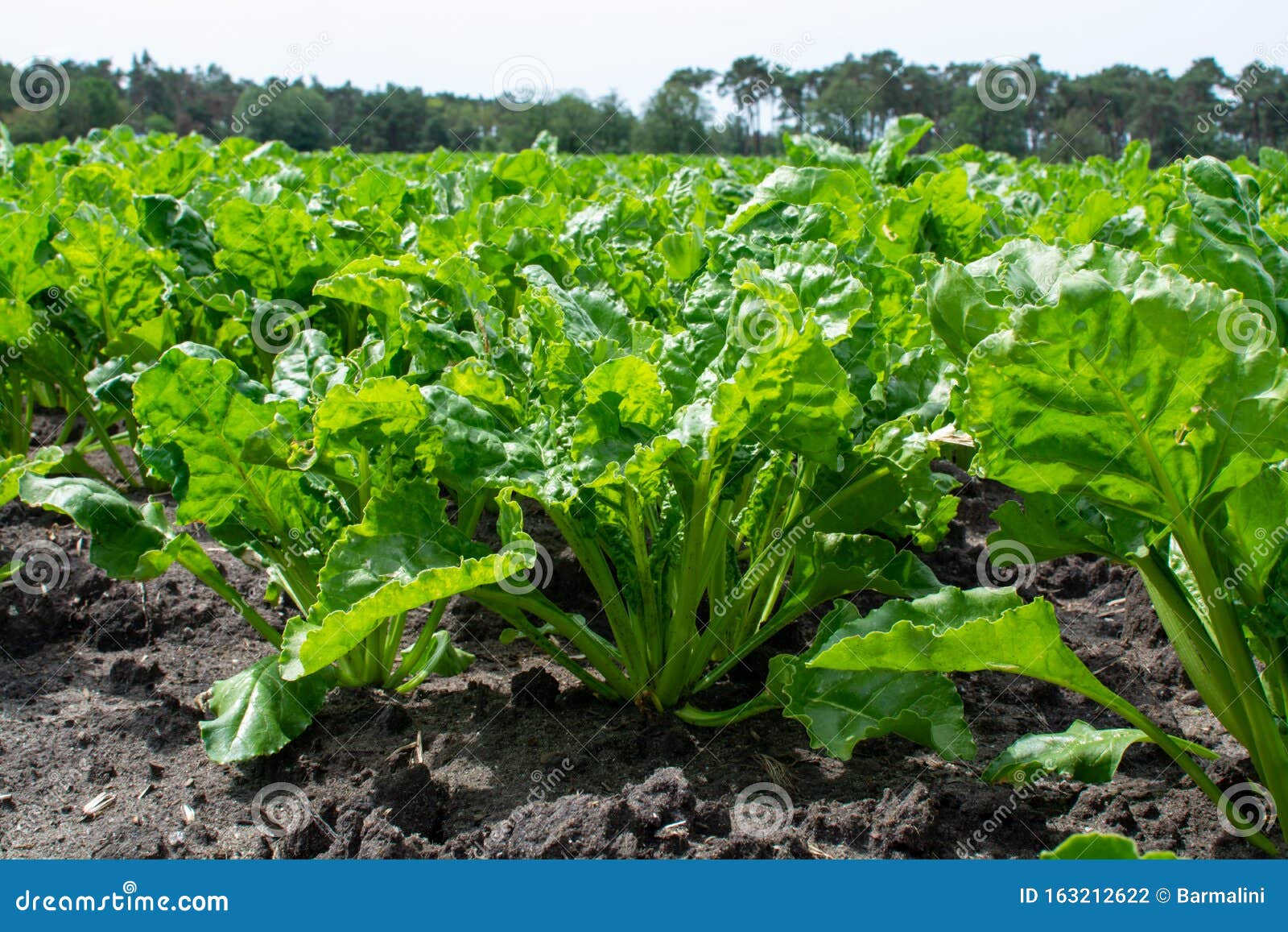 Young White Radish Plants Growing on Farming Fields Stock Photo Image