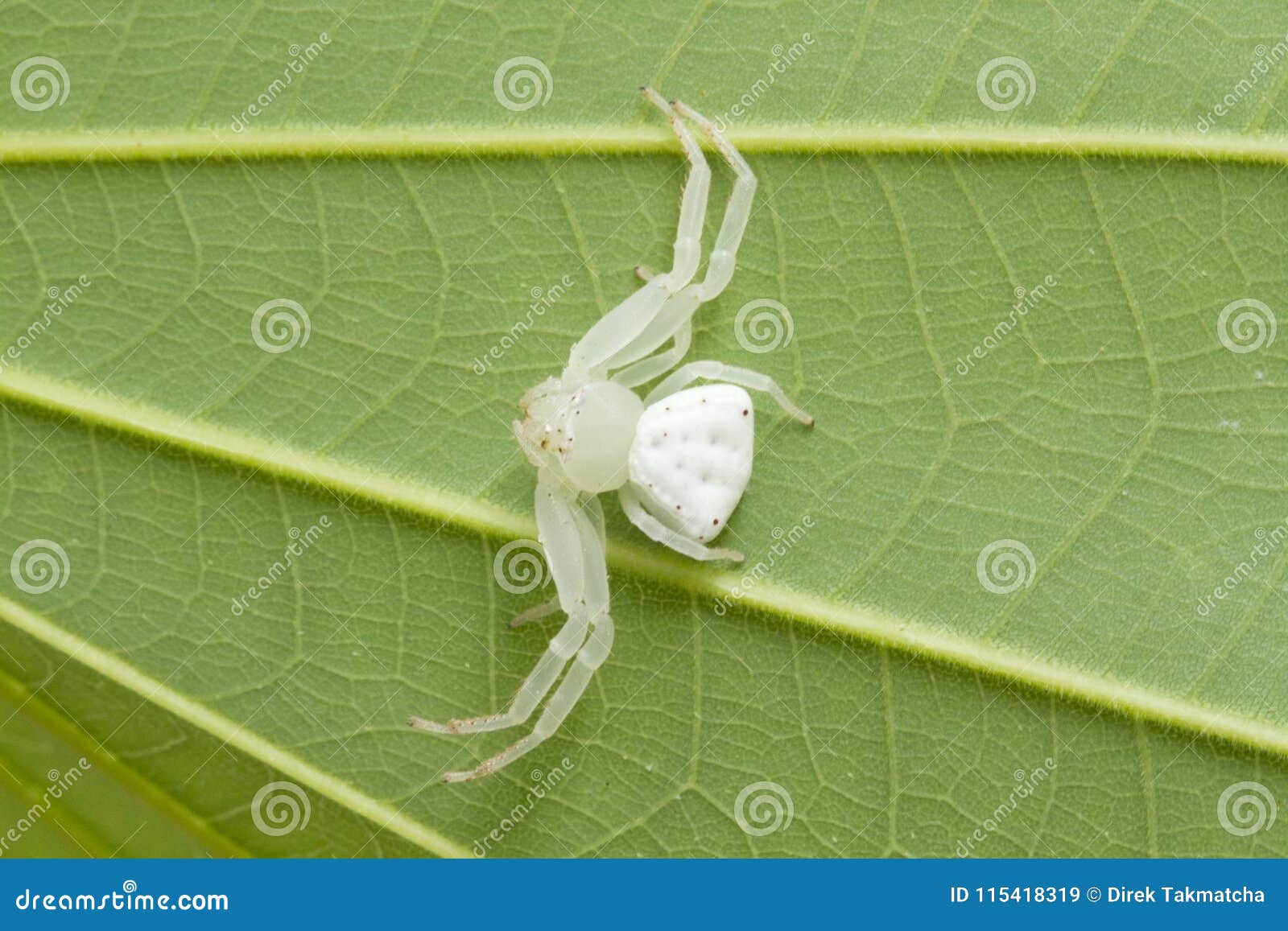 Белое брюшко не обращал внимания на писк. Белый паук. Паук белый с треугольным брюшком. Зеленый паук с белым брюшком. Маленький Беленький паучок.