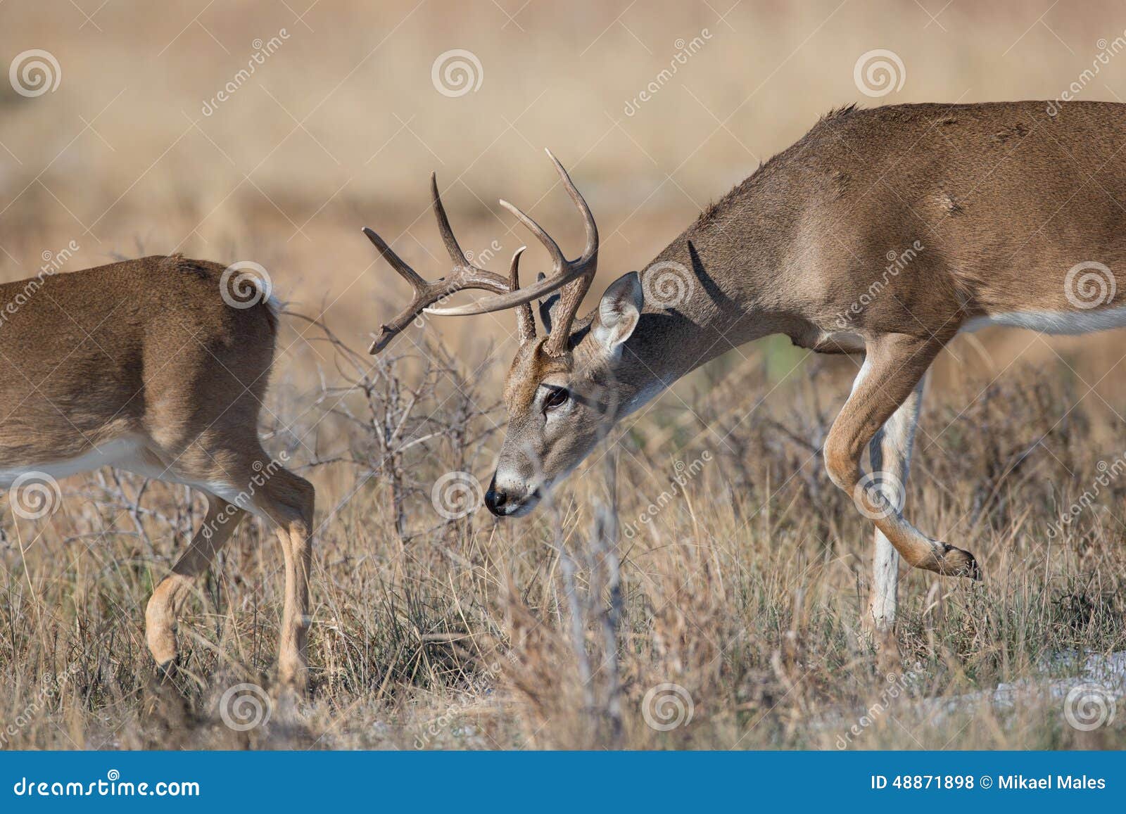 Young Whitetail Buck Smelling the Rear End of Doe Stock Photo Image