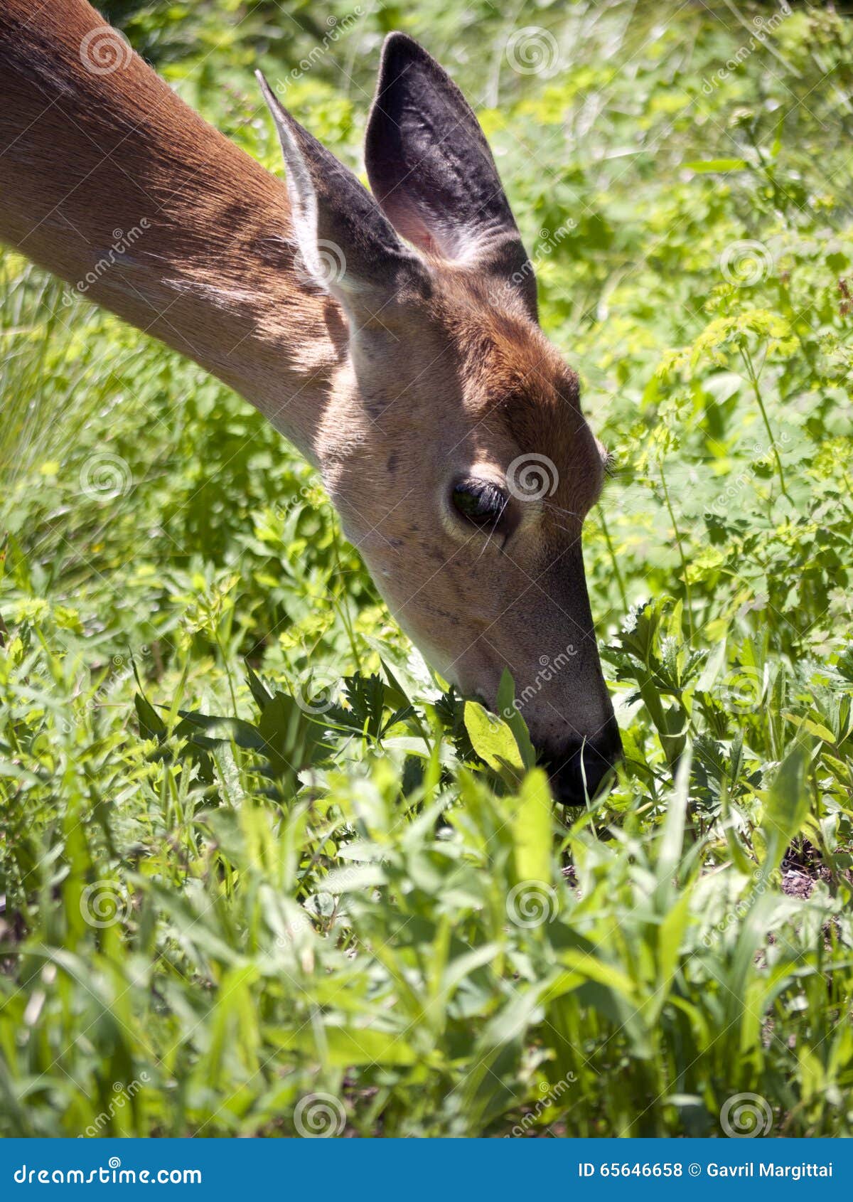 Young Whitetail Doe Grazing Stock Photo Image of animals, wildlife
