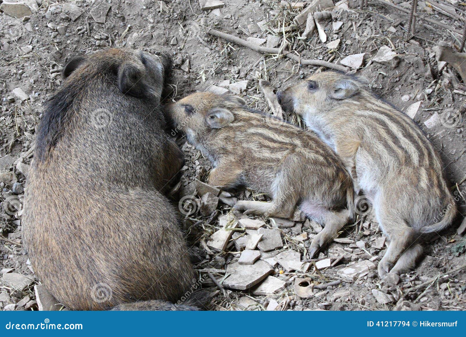 young wild boar with mother