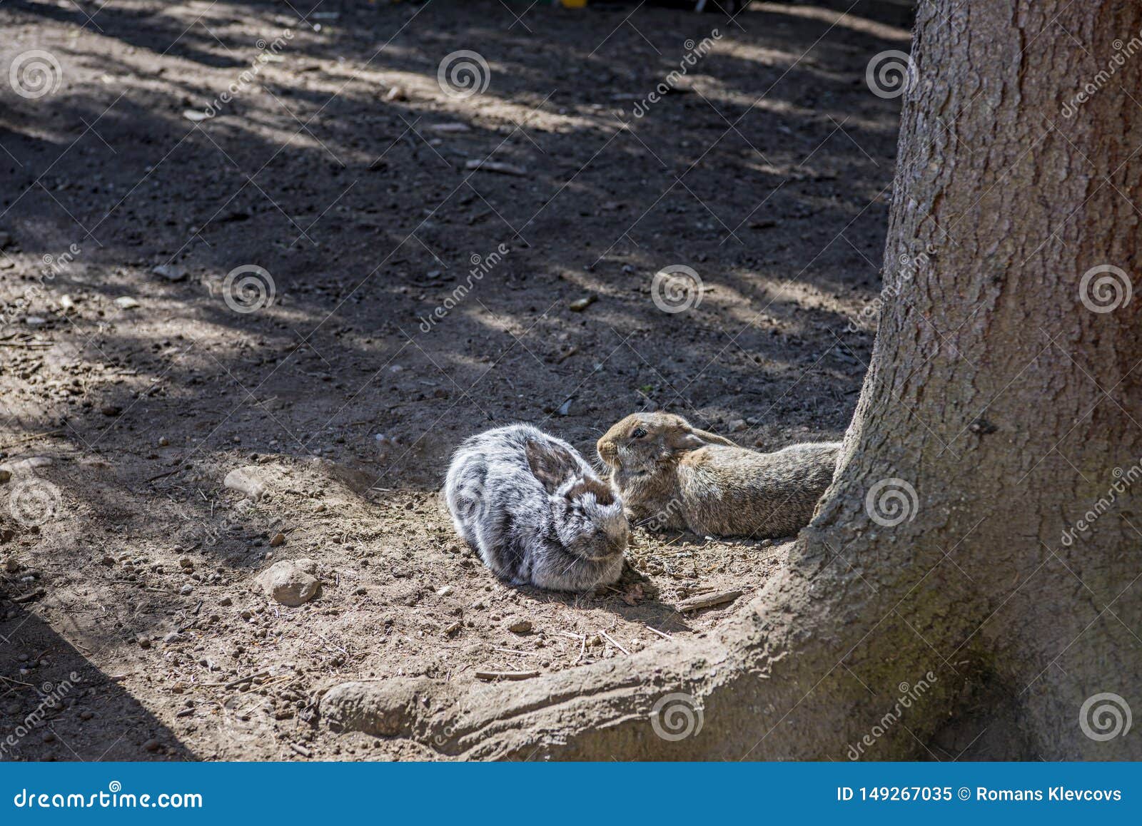 Young Wild Rabbit Feeding on Cut Grass Stock Image Image of mammal