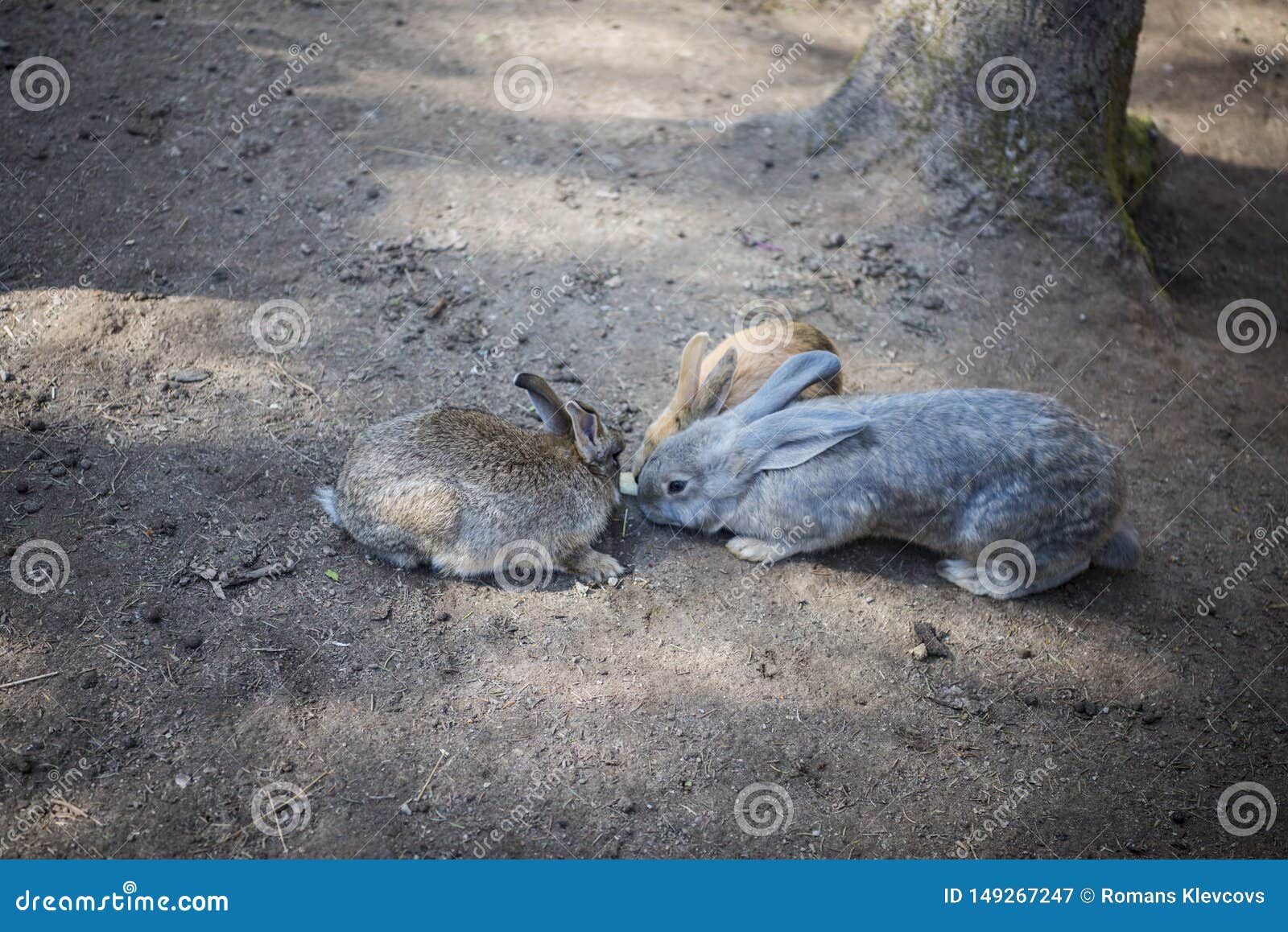 Young Wild Rabbit Feeding on Cut Grass Stock Image Image of