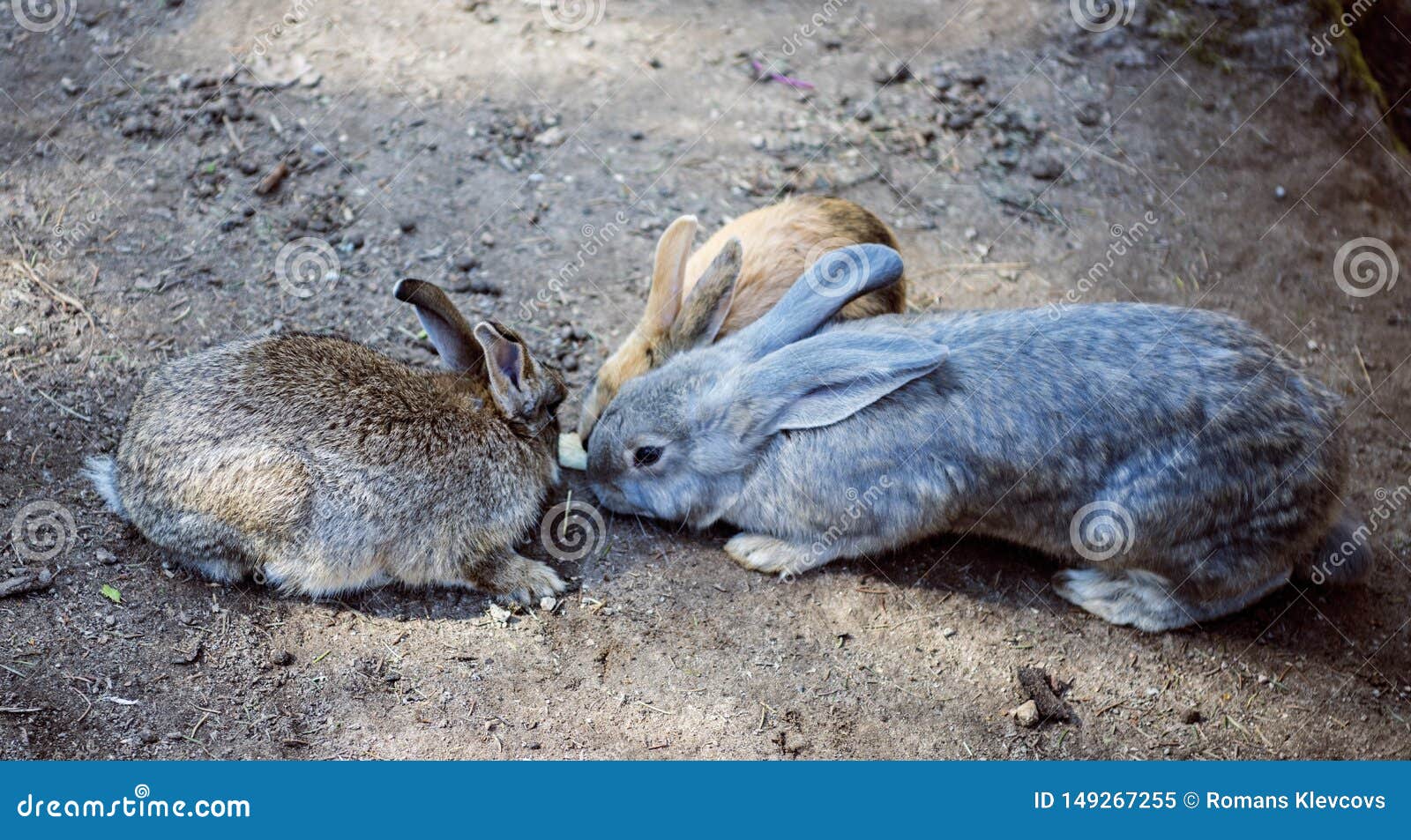 Young Wild Rabbit Feeding on Cut Grass Stock Image Image of grass