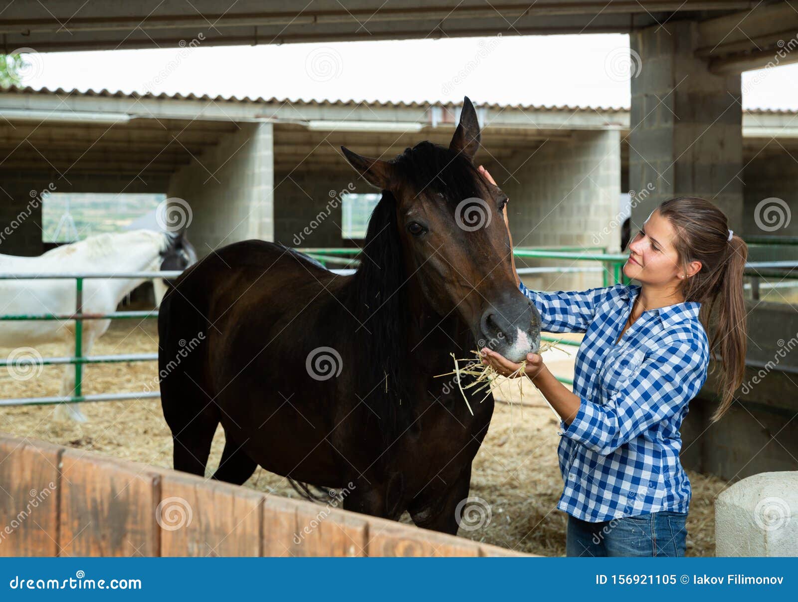 Woman caring for horses stock image. Image of caring 156921105