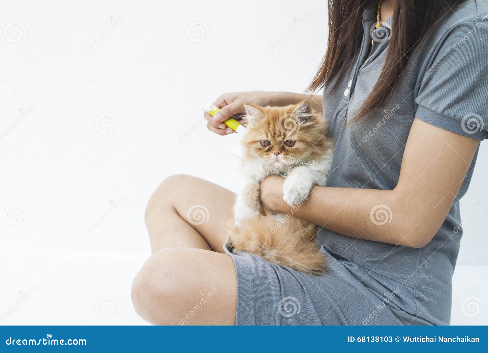 Young Woman Combing for Cat Hair Stock Image Image of woman, home