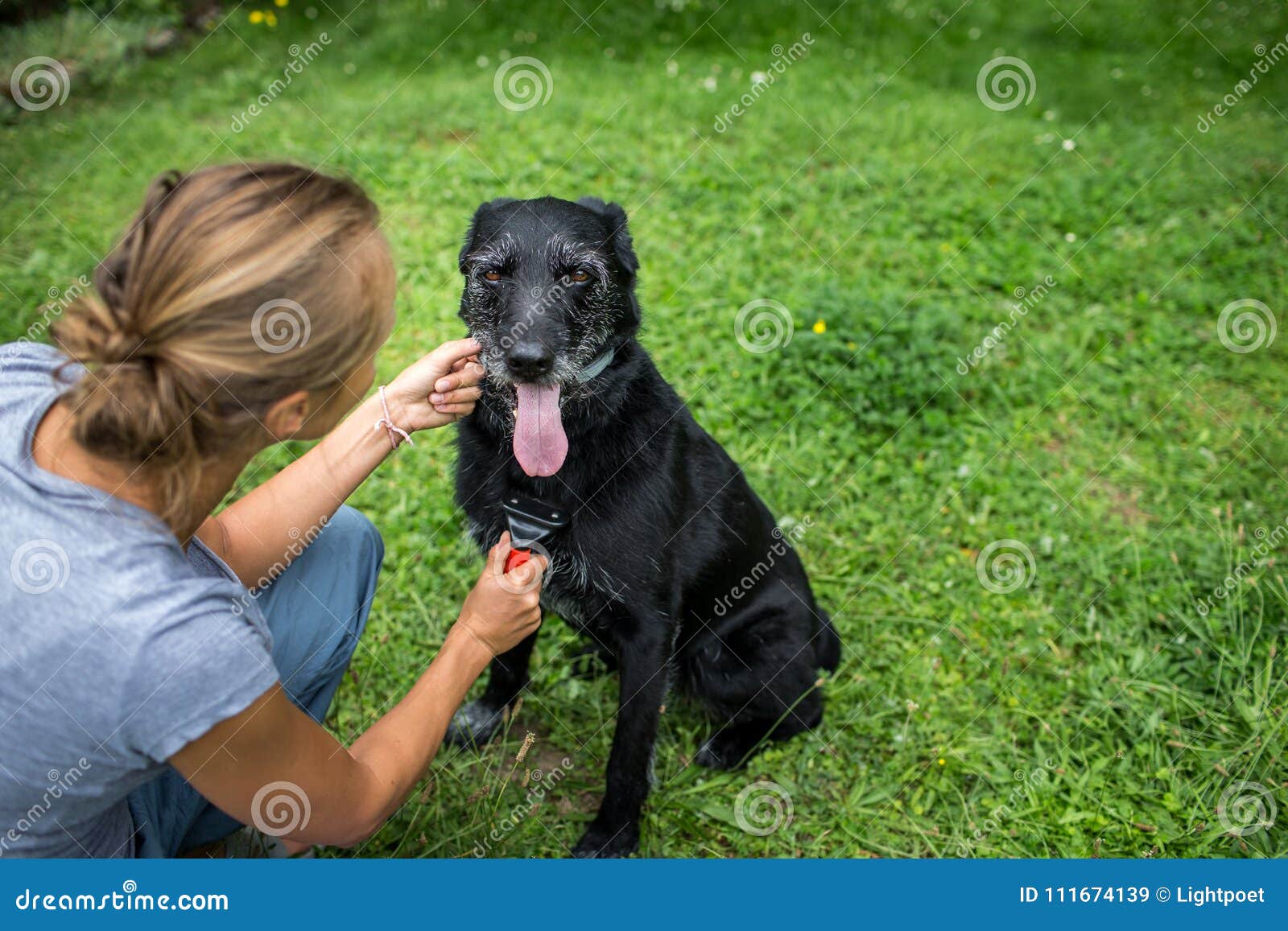 Young Woman Combing Out the Furof Hew Dog Stock Image - Image of ...