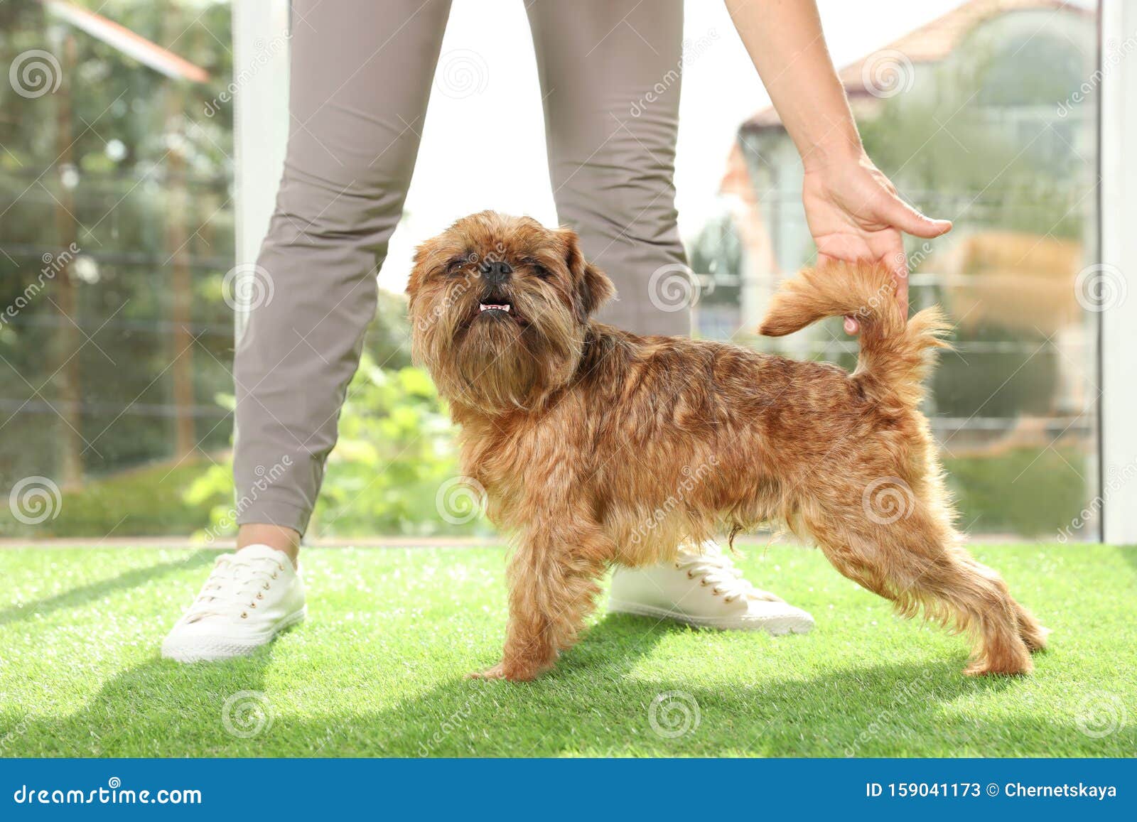 Young Woman and Cute Brussels Griffon Dog. Champion Training Stock ...