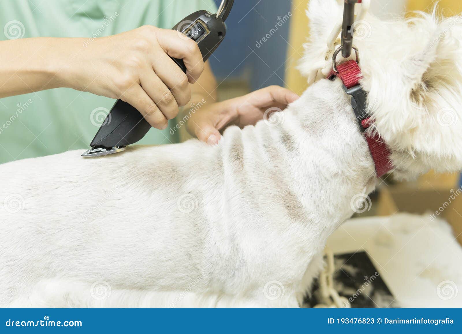 125 Hair Clipper Maintenance Stock Photos - Free & Royalty-Free Stock  Photos from Dreamstime