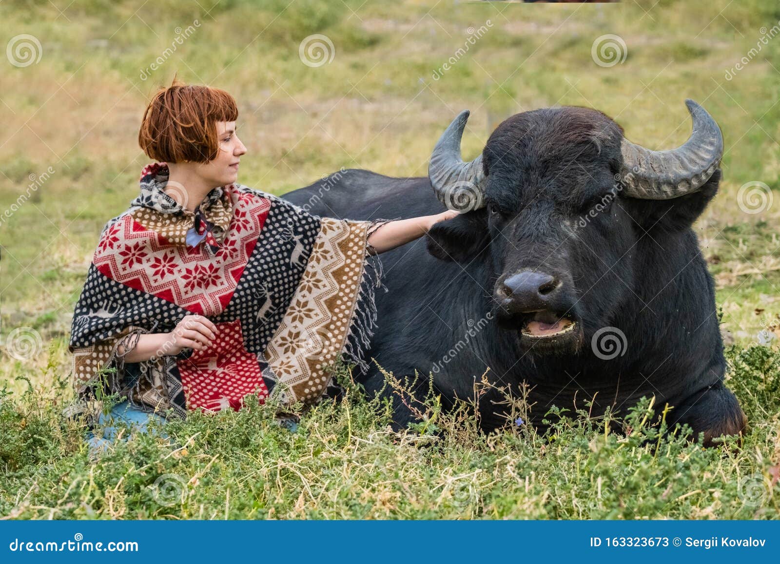 Woman and Black Buffalo Stock Image - Image of outdoor, field: 163323673