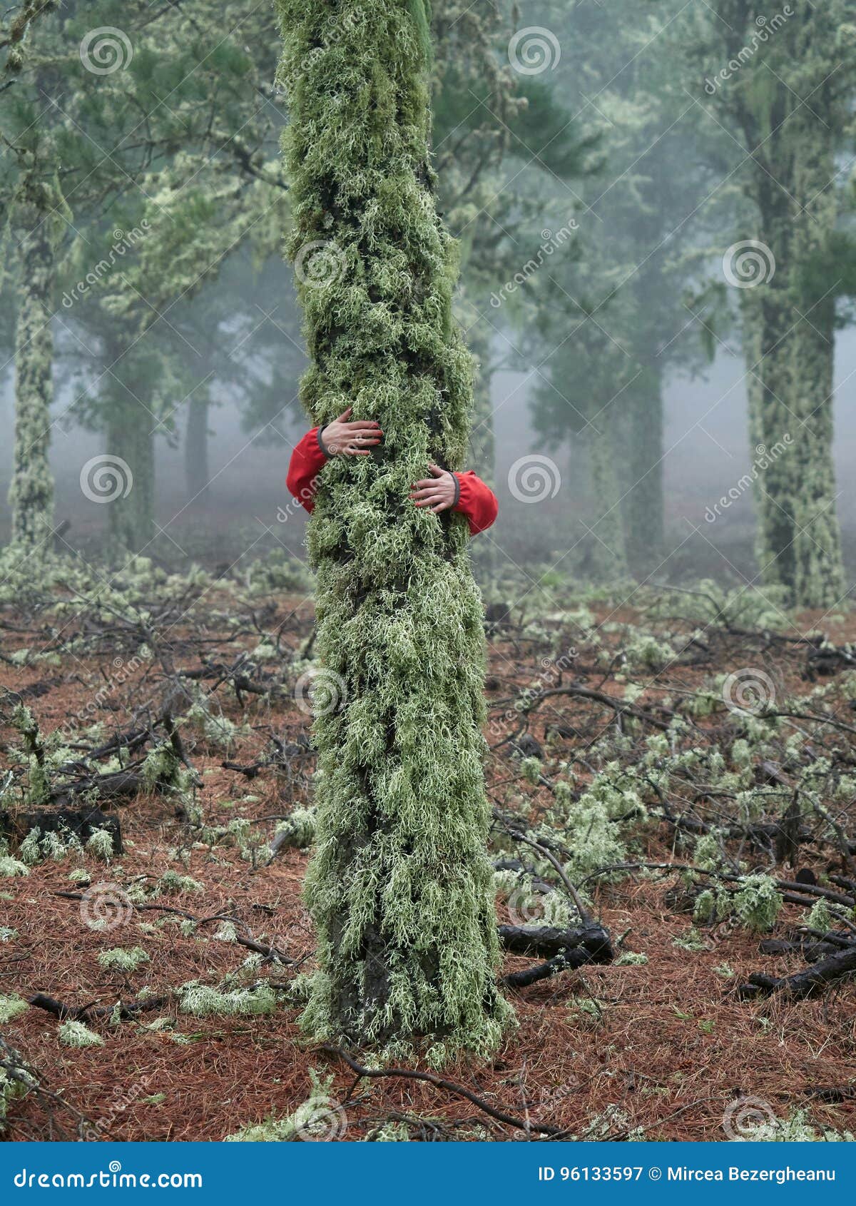 Young Woman Exploring Stunning Autumn Foggy Forest Stock Image - Image