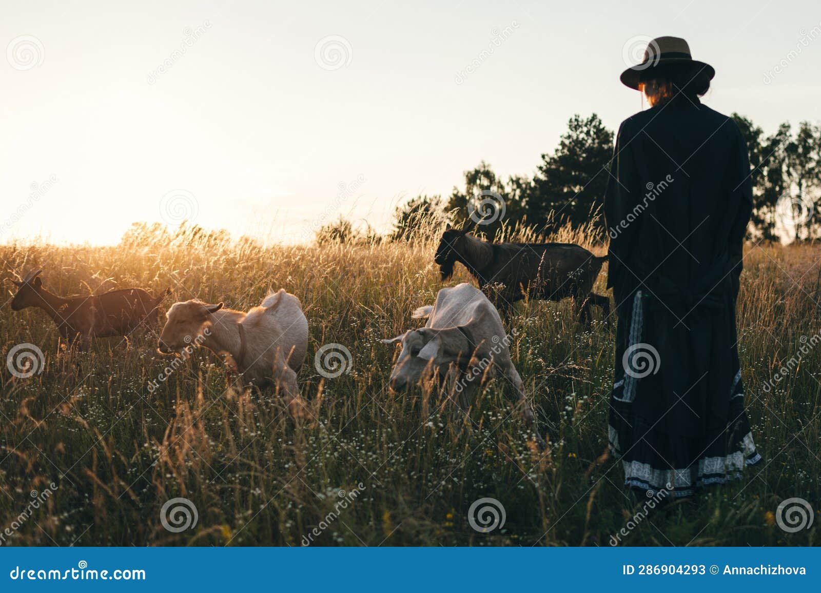 young woman in the field is grazing her white goats. the girl and goats in the meadow in summer. love for animals. goat