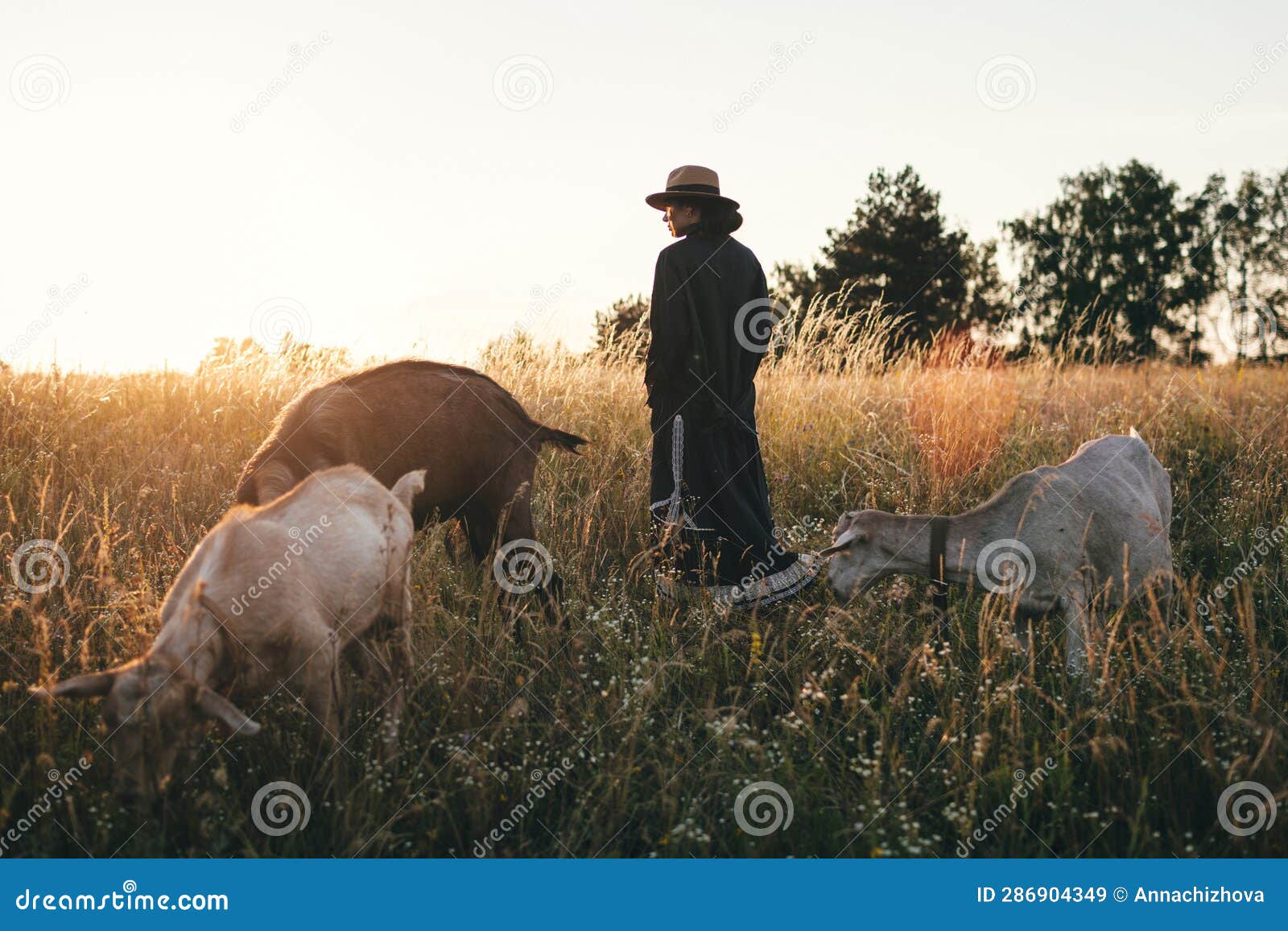 young woman in the field is grazing her white goats. the girl and goats in the meadow in summer. love for animals. goat