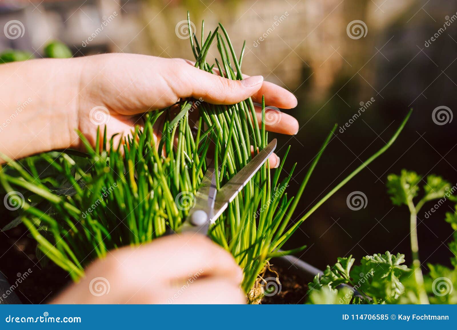 young woman gardening and cutting fresh chives with scissors