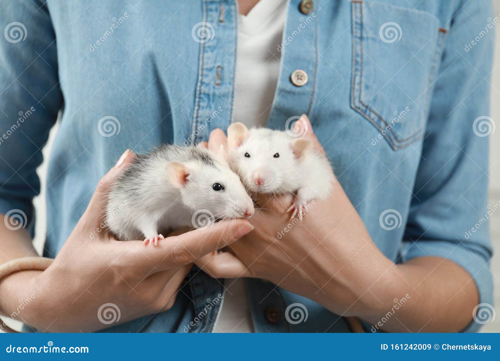 Man holding a tiny, beautiful hamster Stock Photo by ©fantom_rd 100965504