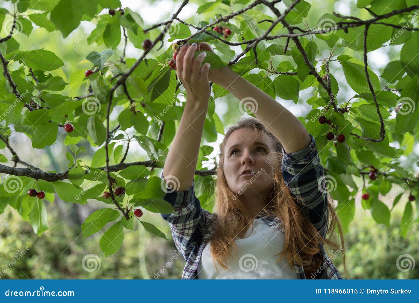 Young Woman Picking Cherries Stock Photo Image of closeup, bush