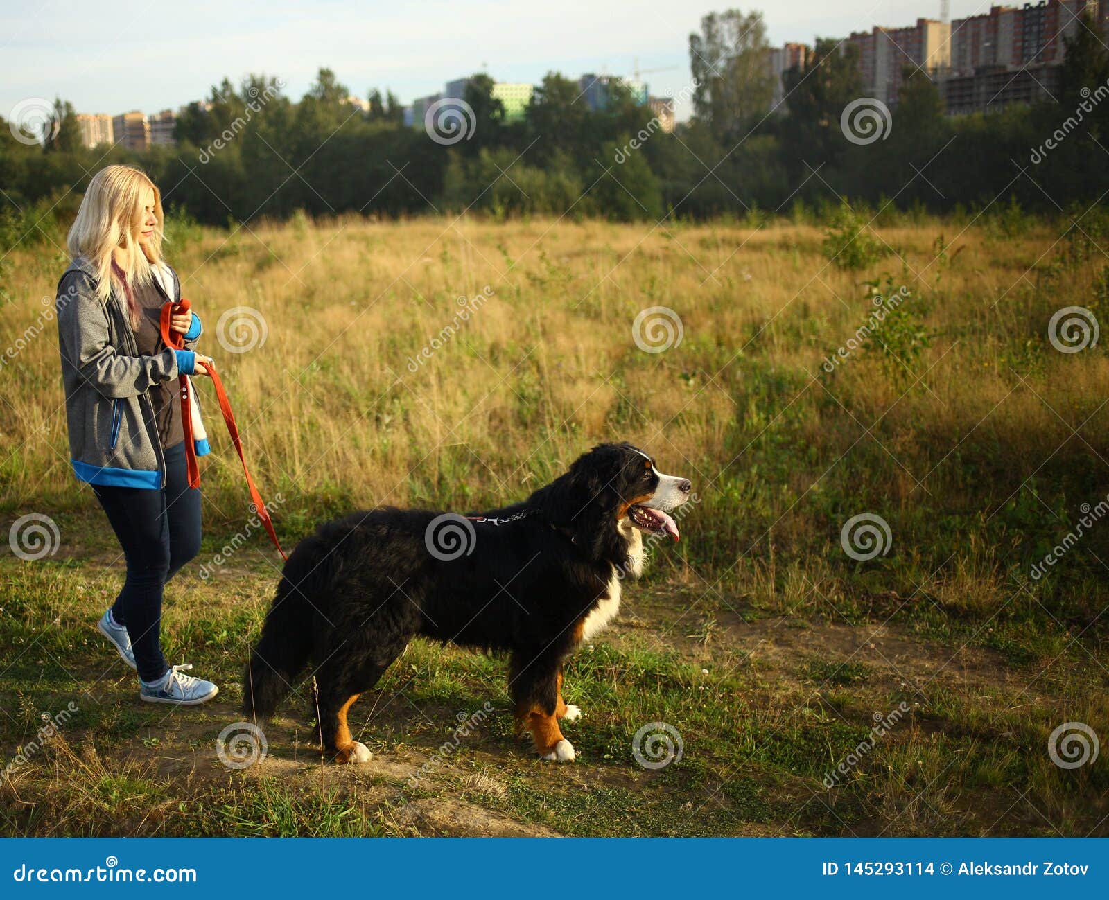 bernese mountain dog walking