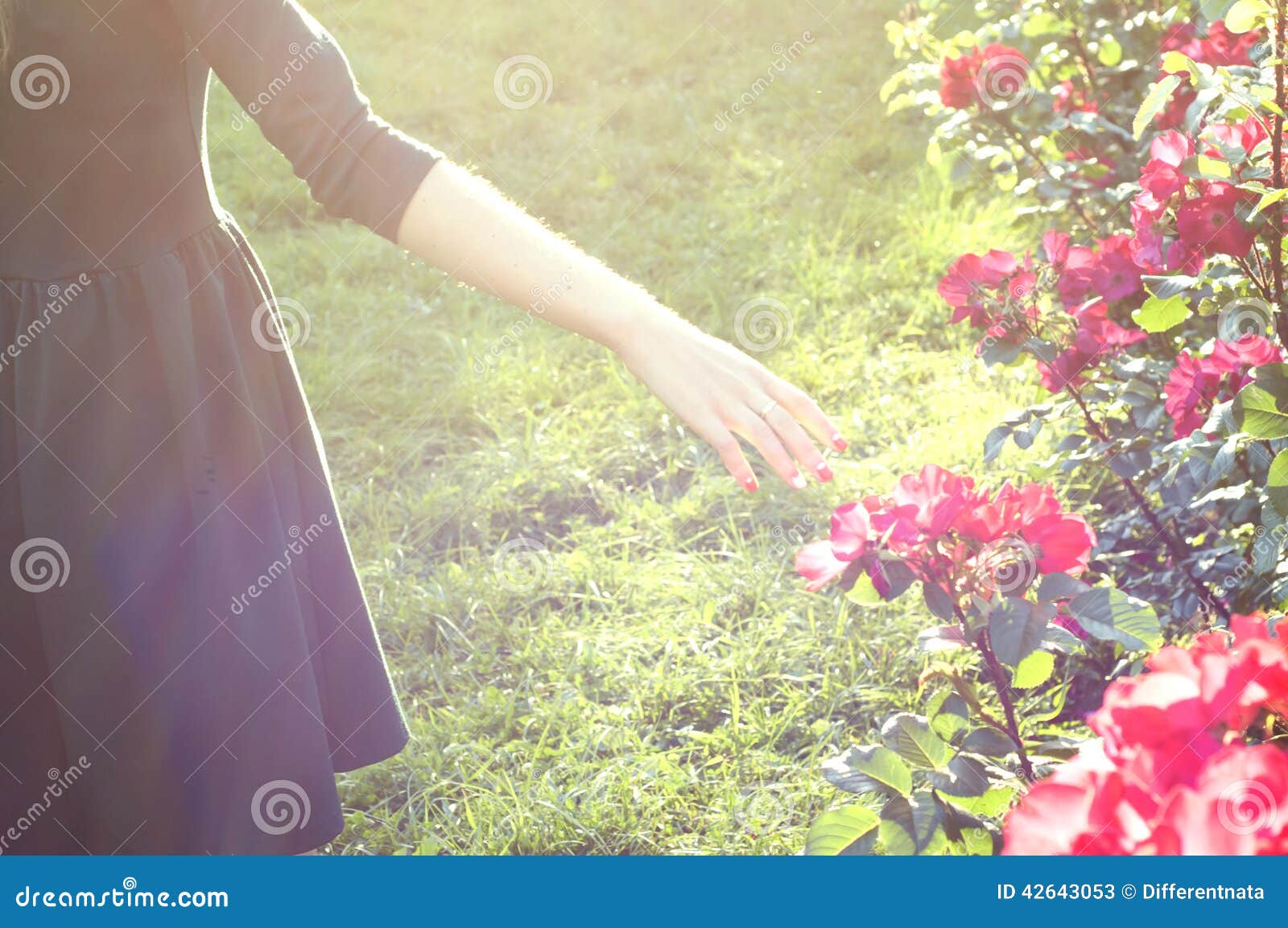 Young Woman Walking Near Rose Bushes Stock Photo - Image 