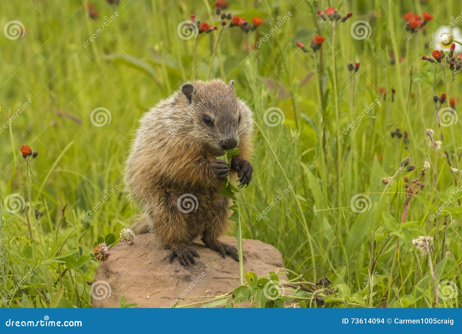 Young Woodchuck Eating stock photo. Image of woodchuck 73614094