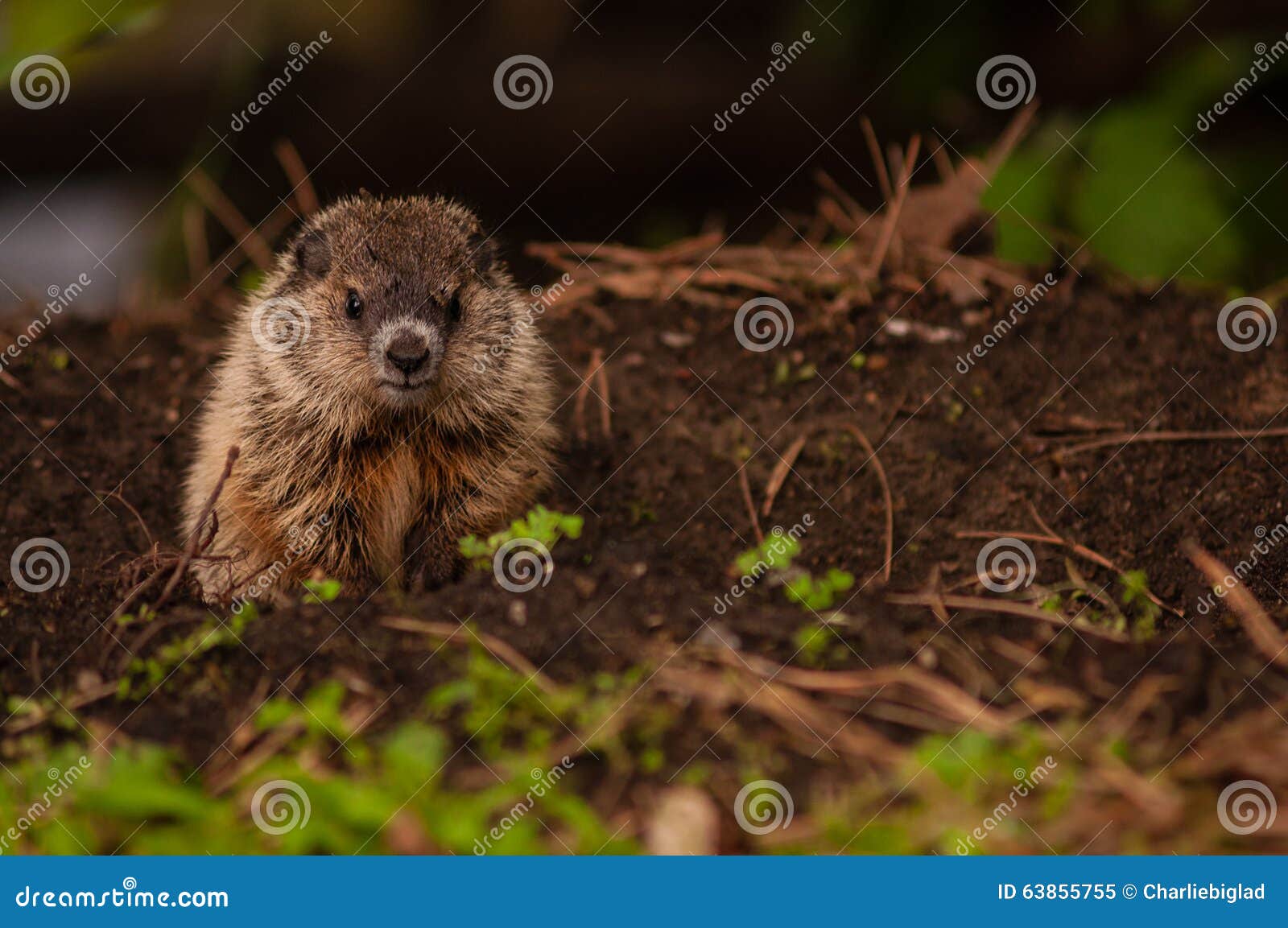 Young Woodchuck stock image. Image of dirt, woodchuck 63855755