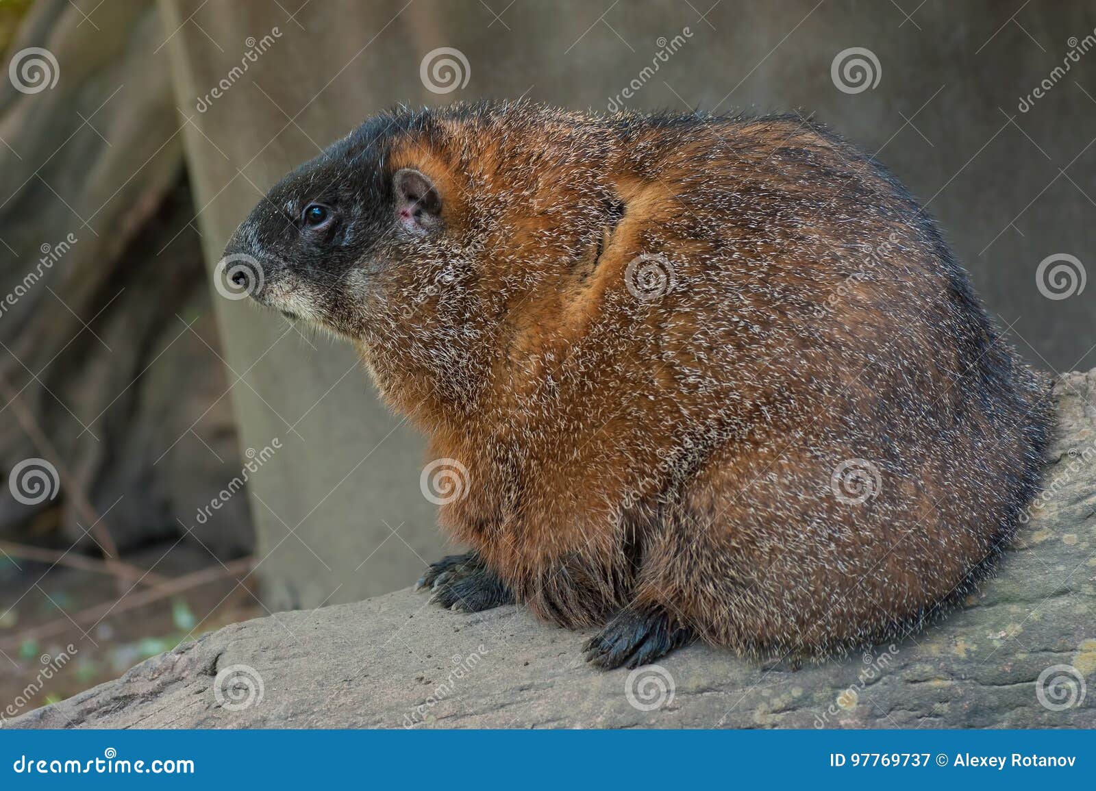 Young Woodchuck stock image. Image of grass, gopher, marmota 97769737