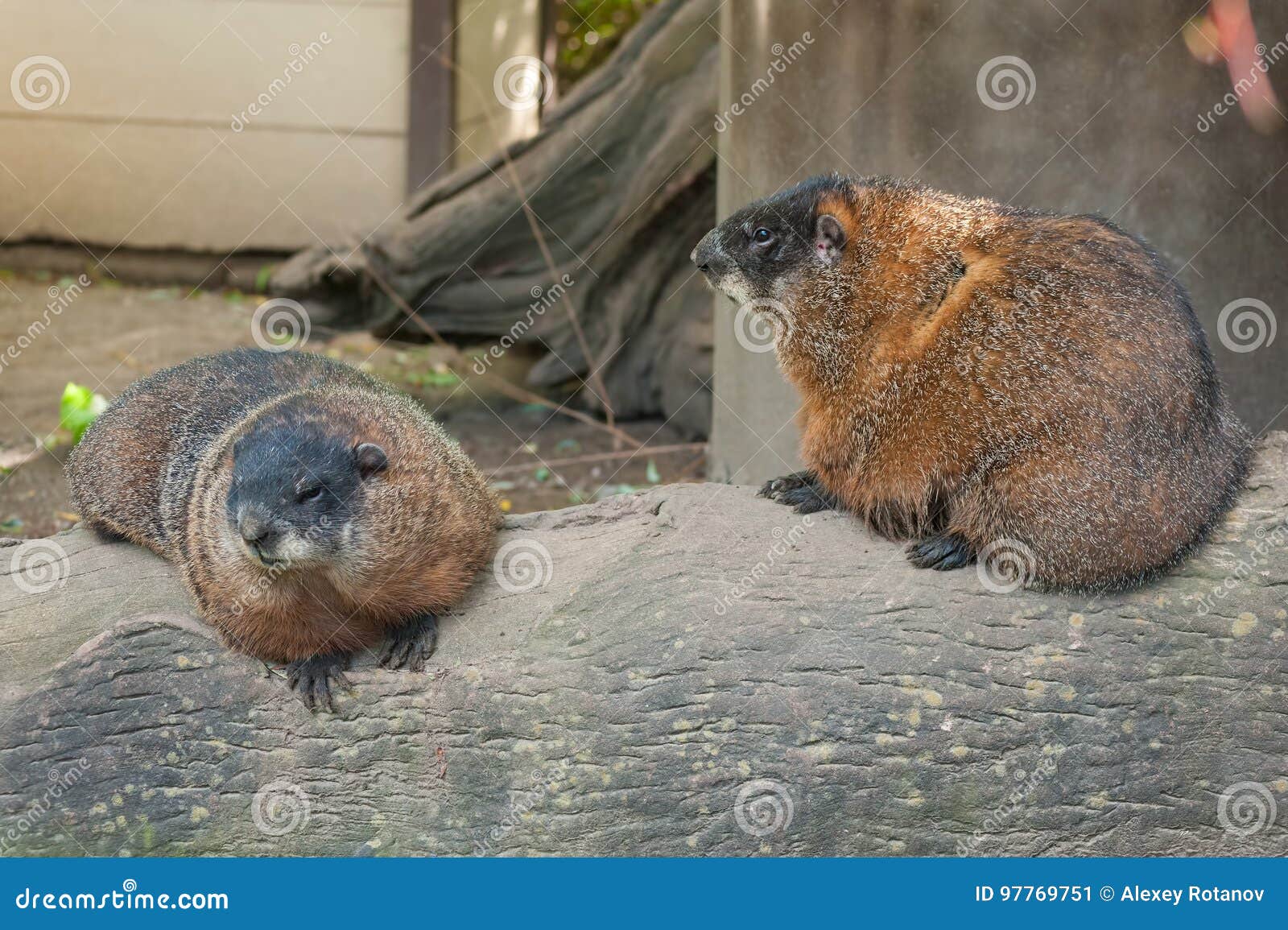 Young Woodchucks stock image. Image of marmota, woodchucks 97769751