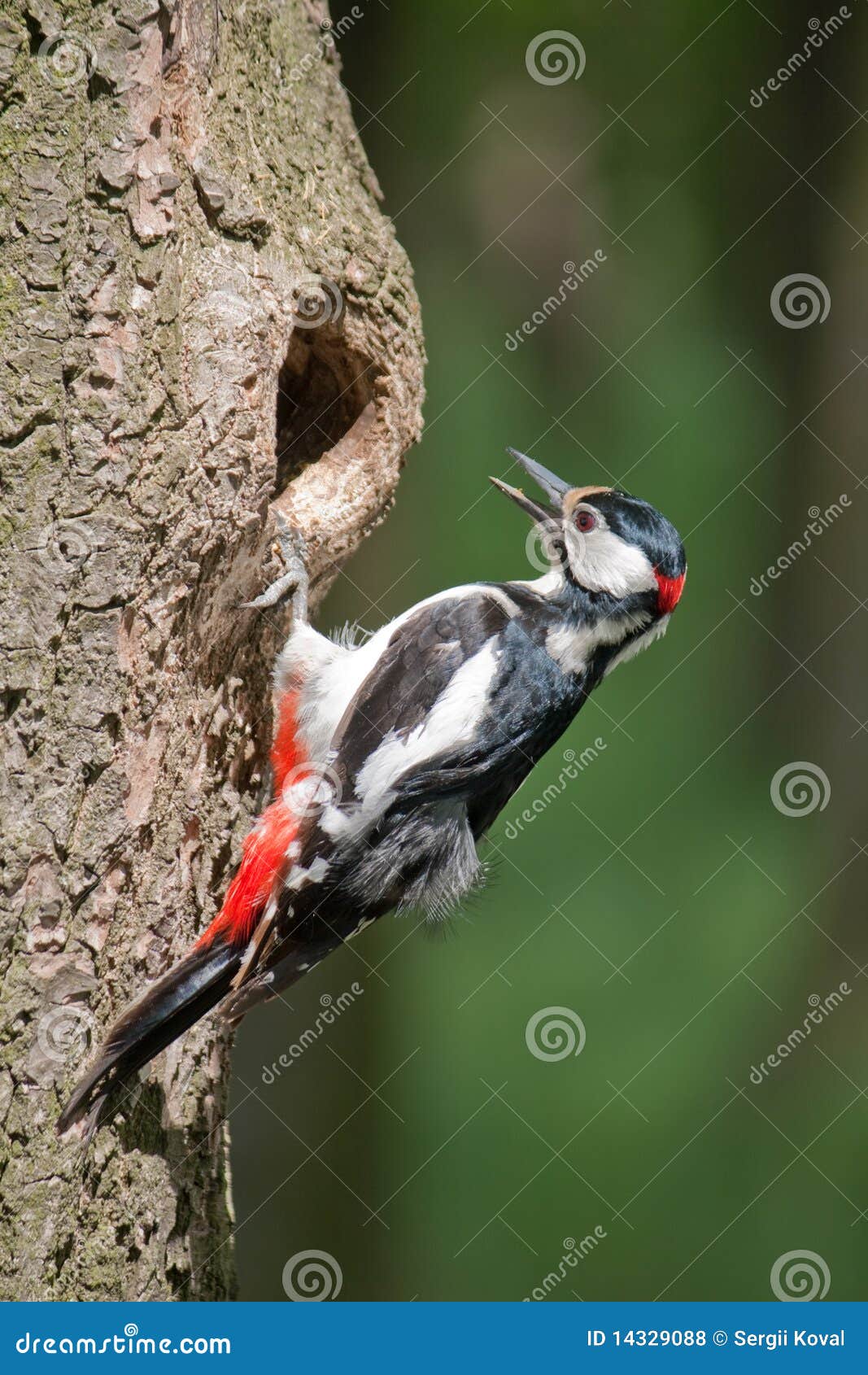 The young woodpecker stock photo. Image of bird, bill 14329088