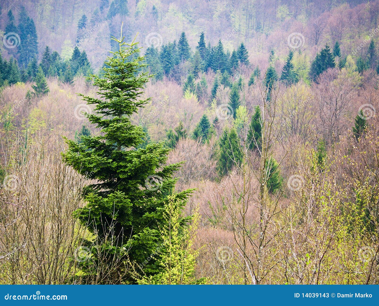 Young woods stock image. Image of woods, spring, hill 14039143