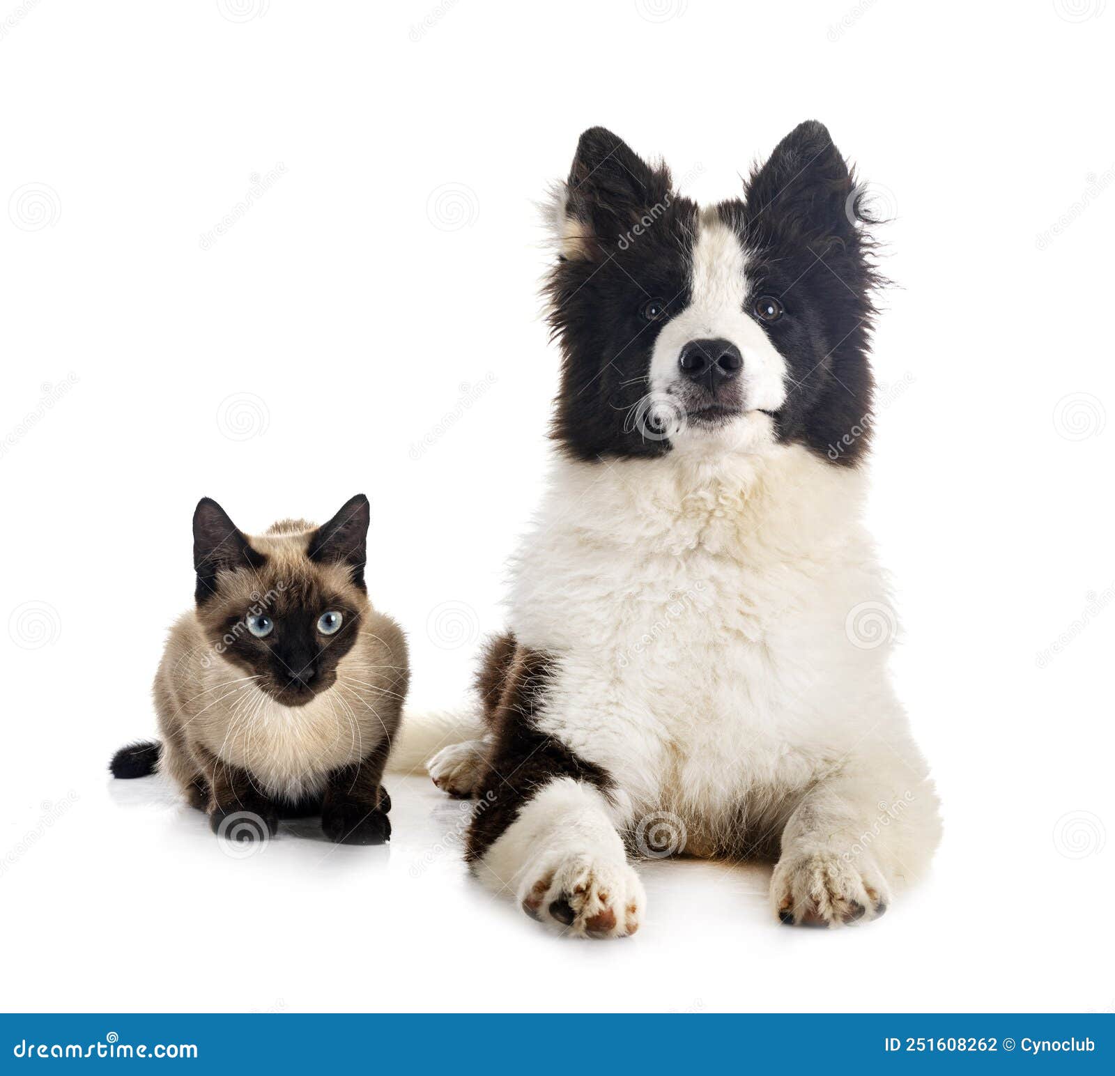 young yakutian laika and cat