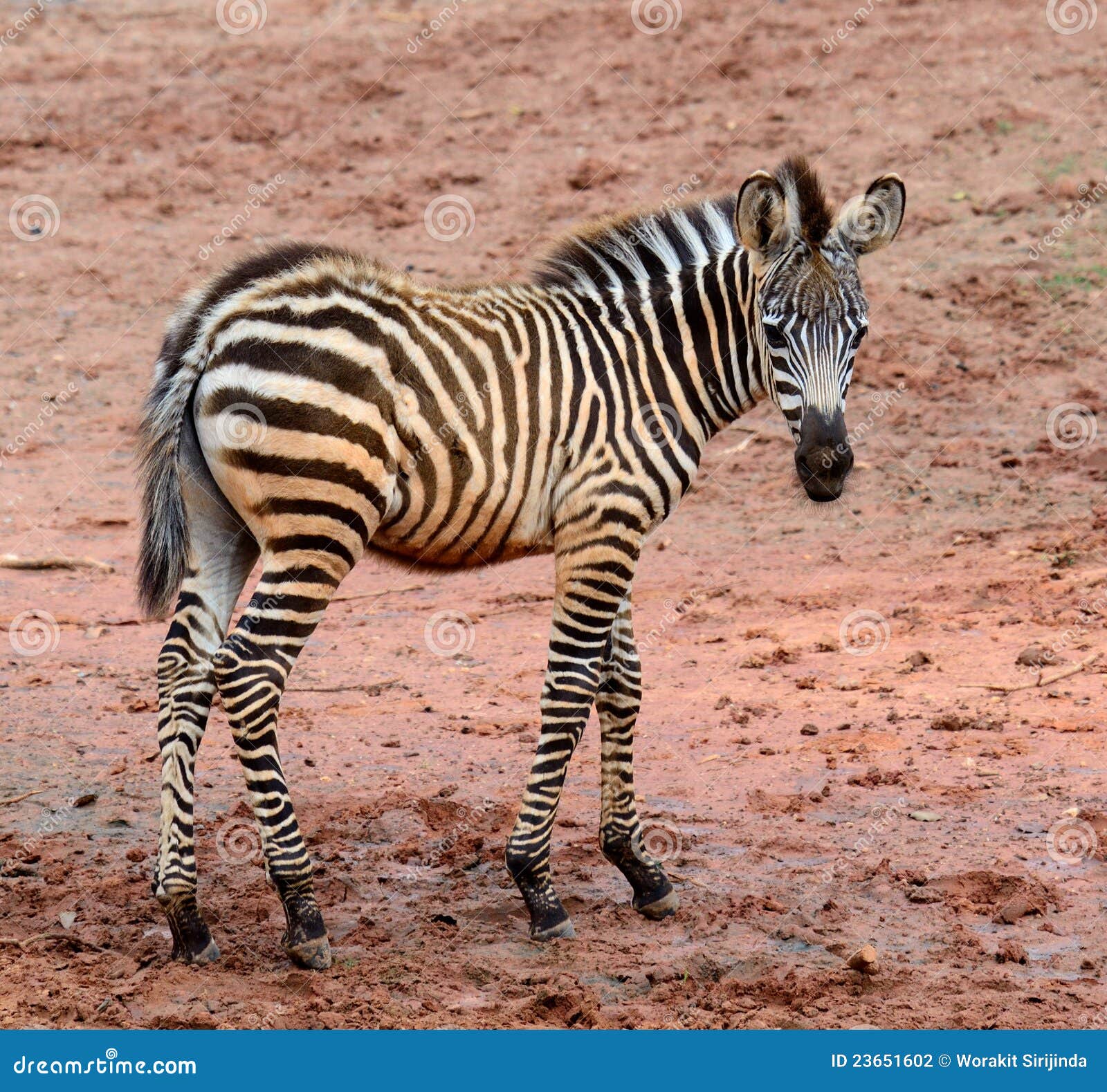 Young Zebra stock photo. Image of young, africa, safari - 23651602