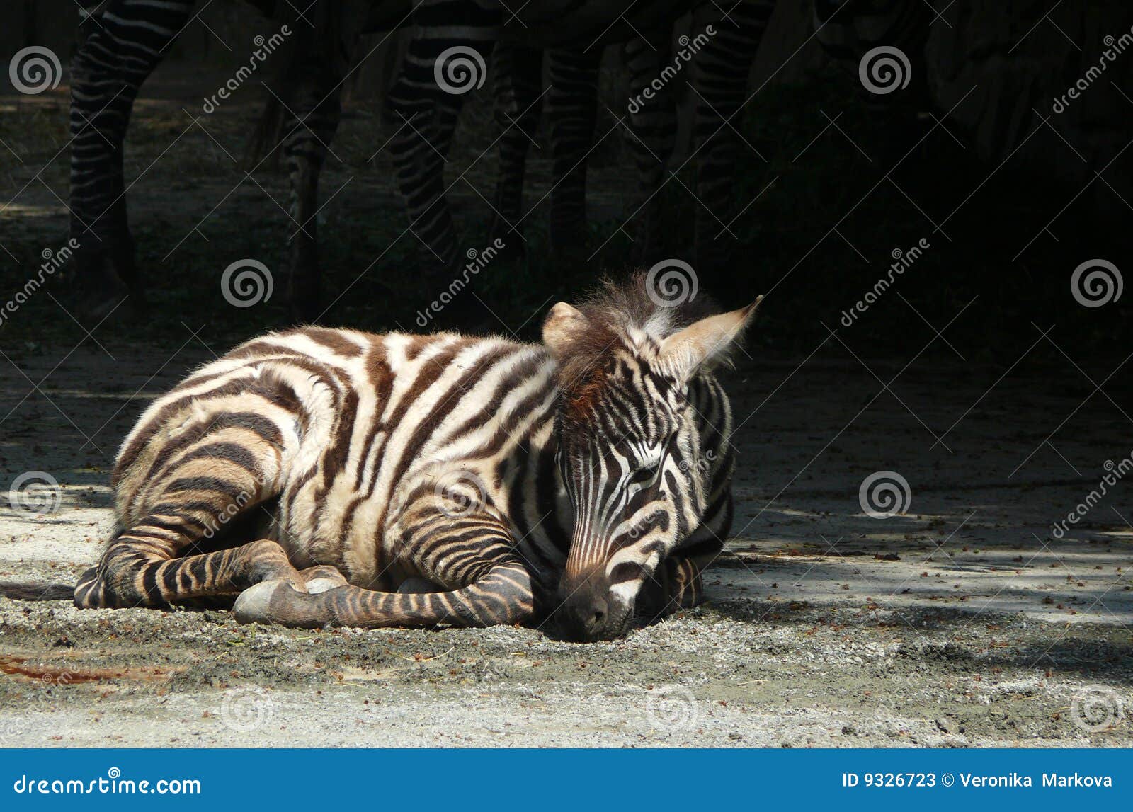Young zebra stock image. Image of czech, lying, mammals - 9326723