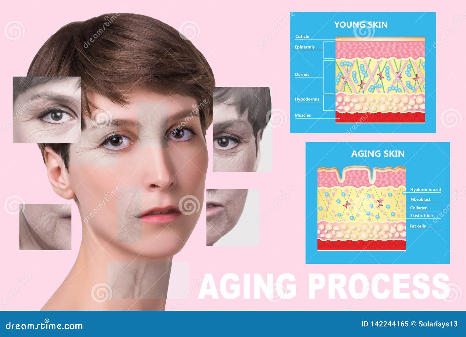 younger skin and aging skin. elastin and collagen.
