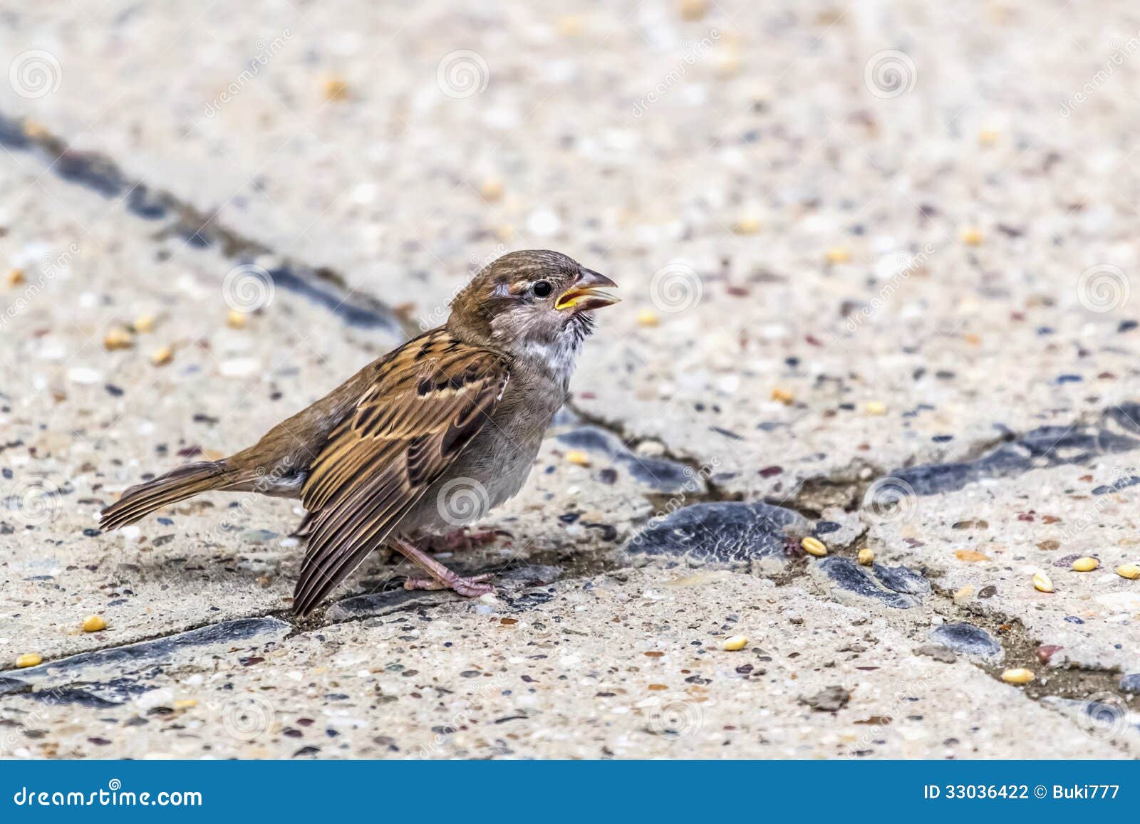 youngling yellow beak sparrow injured wing crossro photograph crossroads 33036422