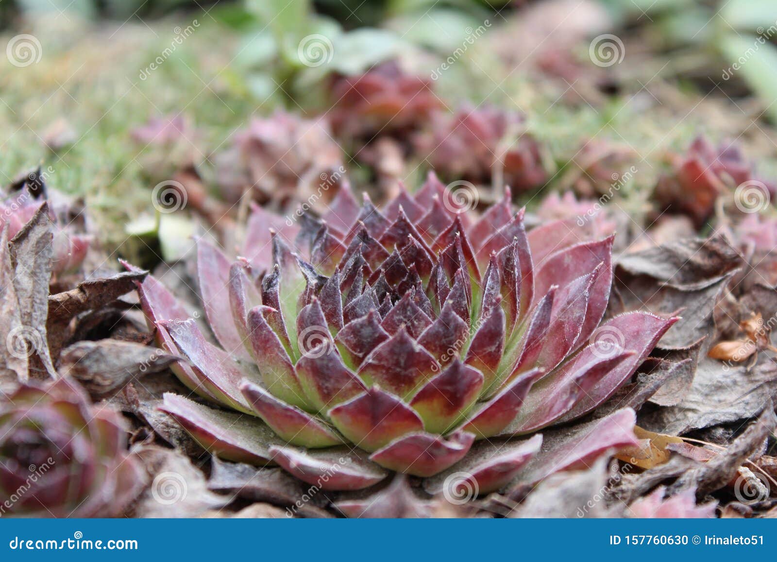 Youngly Stone Rose and Sedum are Succulent Plants of the Family ...