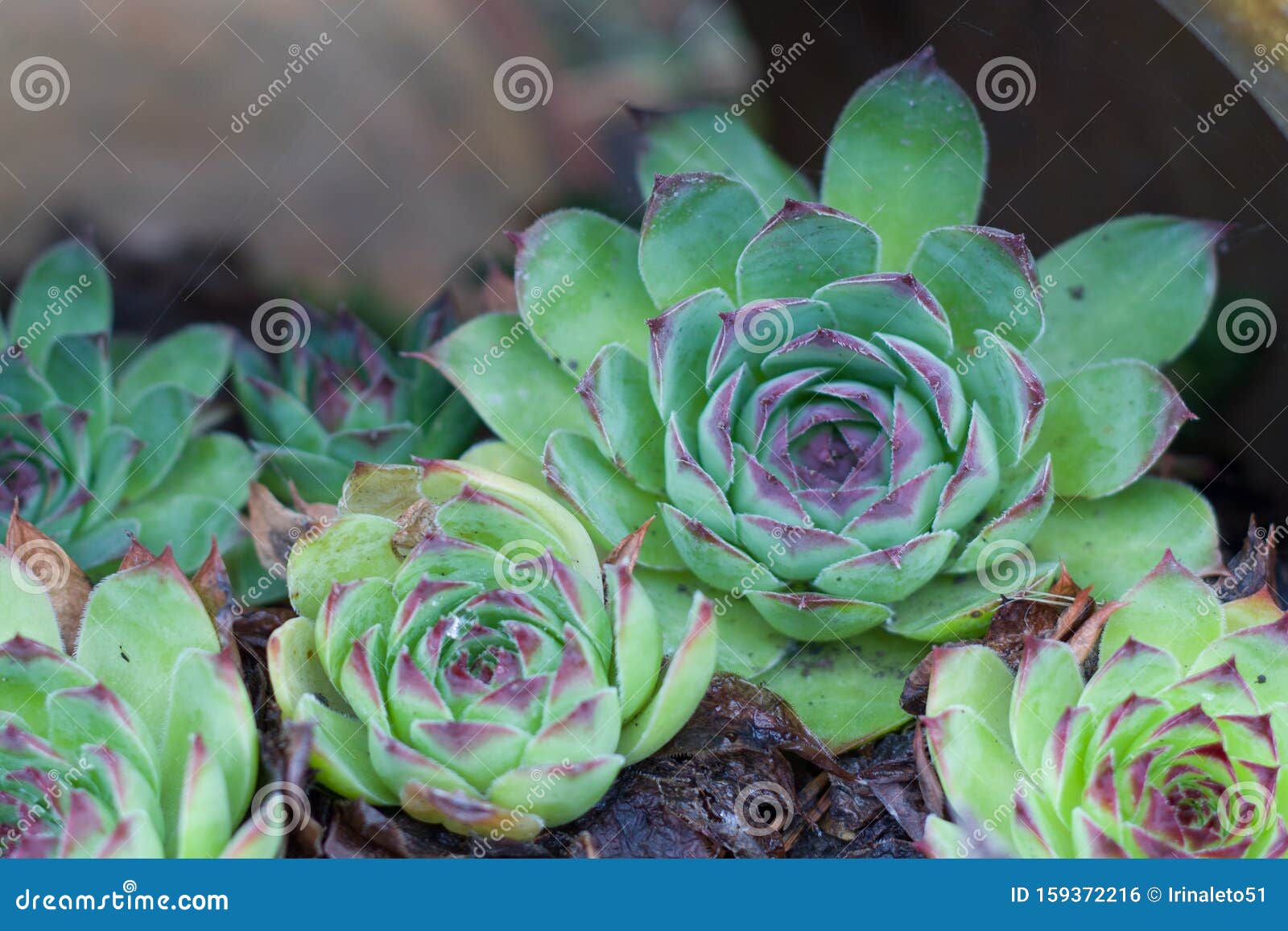 Youngly Stone Rose and Sedum are Succulent Plants of the Family ...