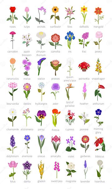 Your Garden Guide. Top 50 Most Popular Flowers Infographic Stock Vector ...