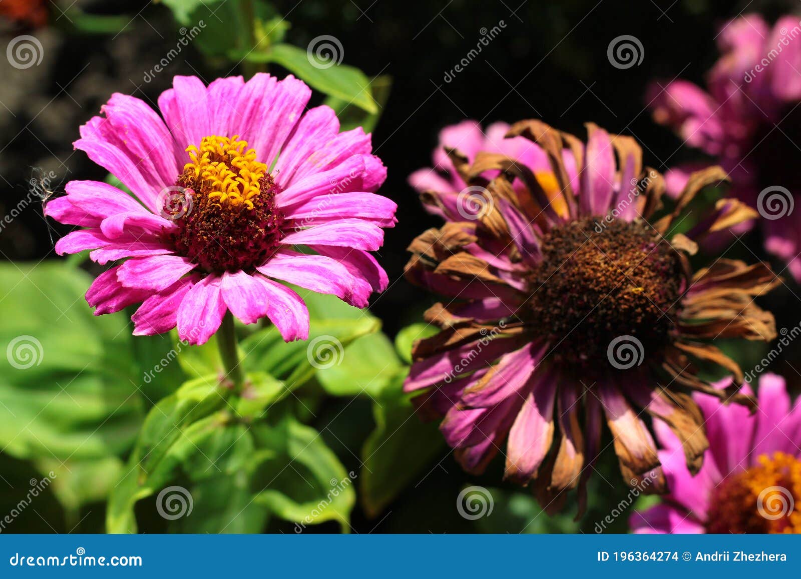 Youthandage, or Common Zinnia Flowers Stock Photo Image of color