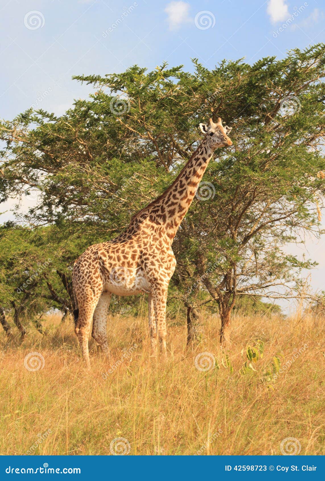 Żyrafa i drzewo. Żyrafa na Afrykańskich równinach (Rwanda)