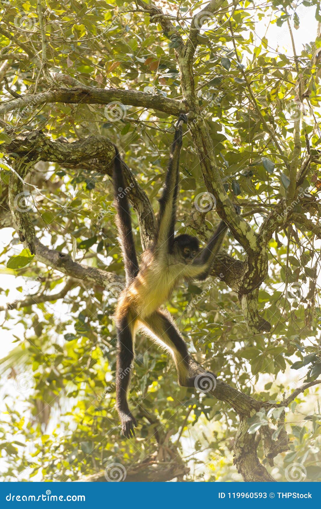 spider monkey swinging from branch