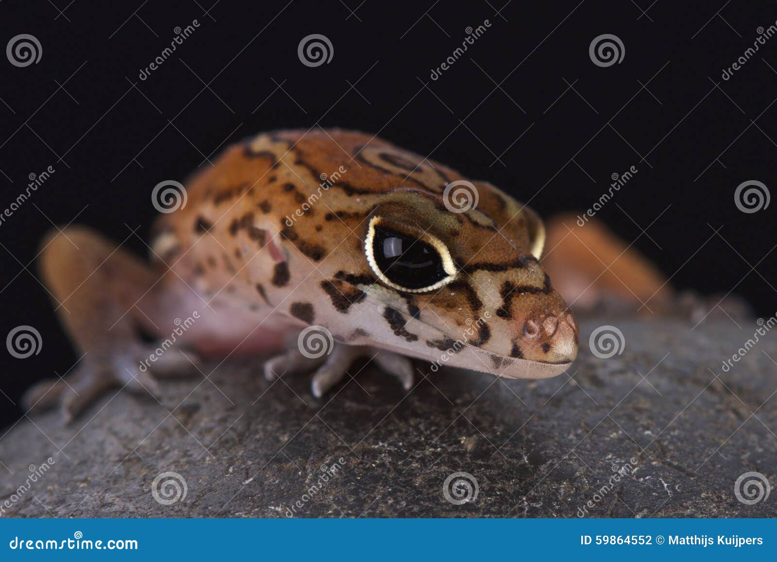 yucatÃÂ¡n banded gecko (coleonyx elegans)