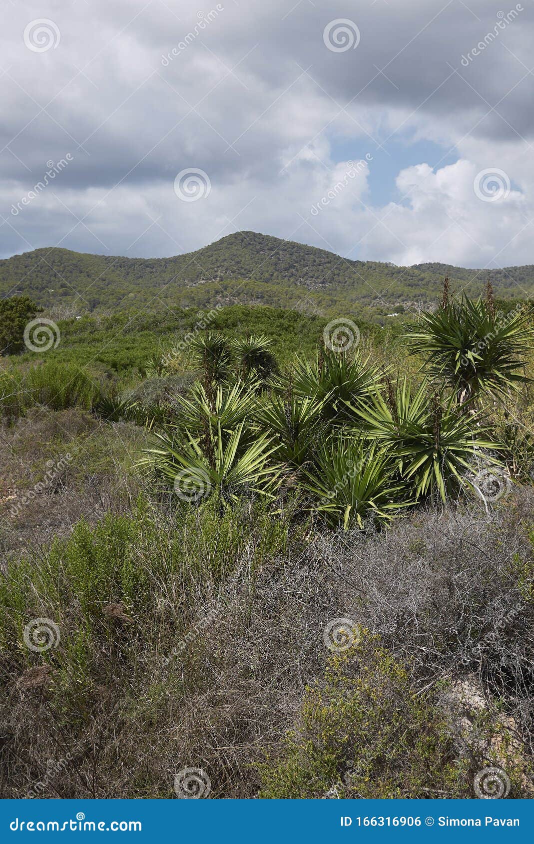 Yucca aloifoliaPflanzen stockfoto. Bild von pflanzen 166316906