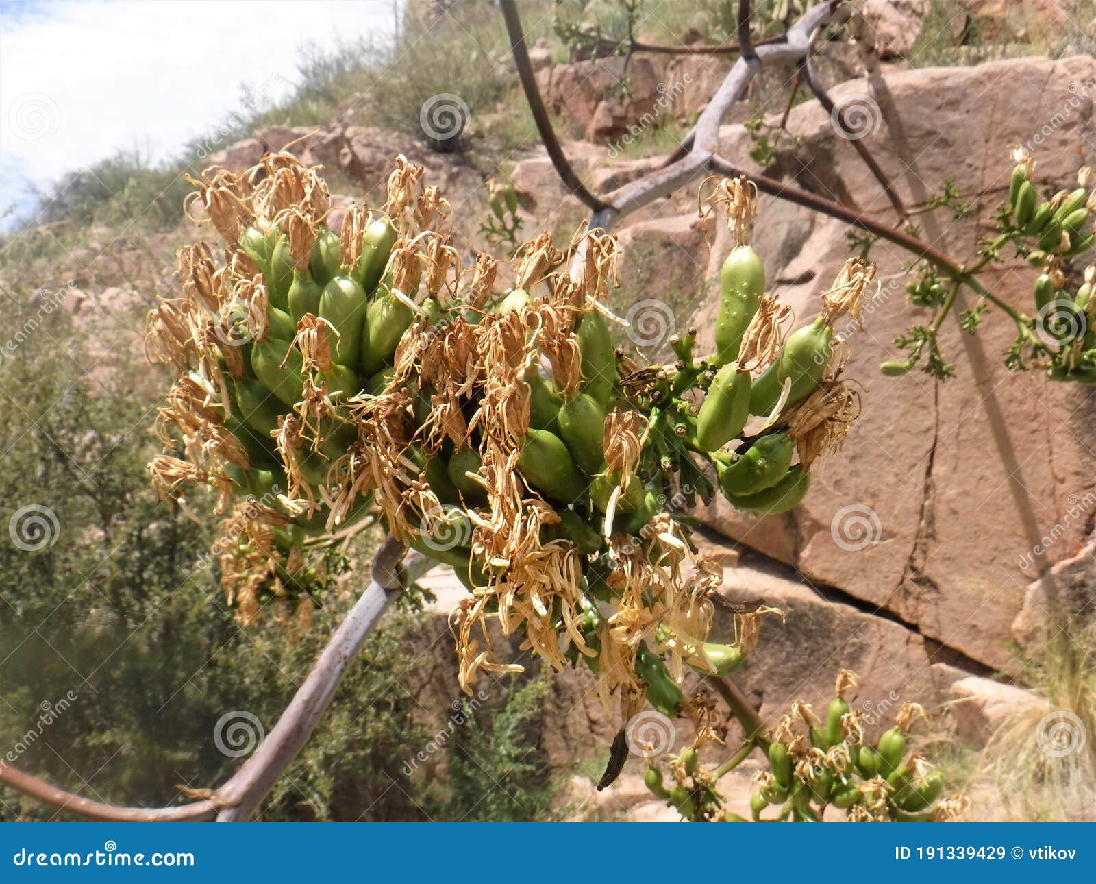 Yucca Fruit Hanging on a Plant Stock Image Image of dead, temperature