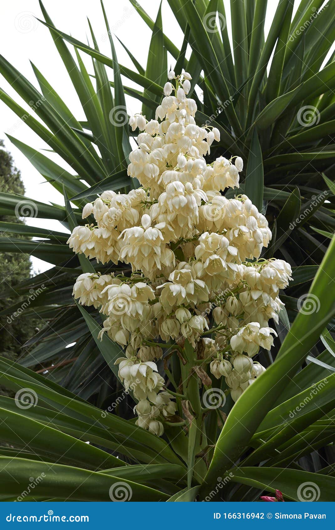 Yucca gigantea in bloom stock photo. Image of softtip 166316942