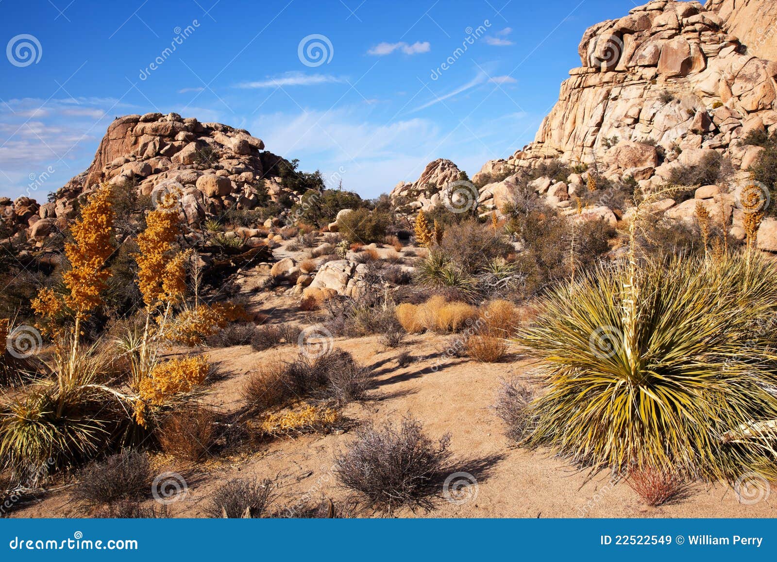 Yucca Nolina Beargrass Joshua Tree National Park Stock Image - Image of ...