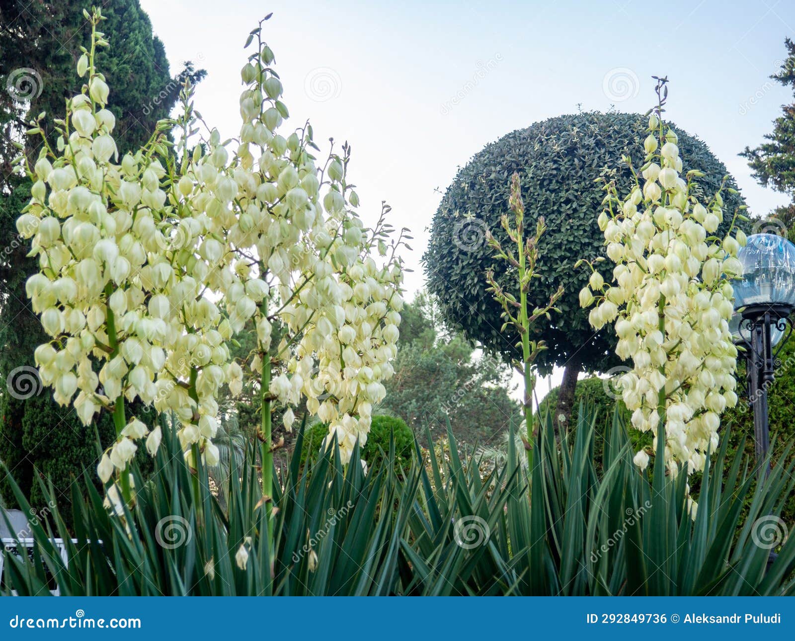 Yucca Palm Blossom. White Flowers on a Palm Tree Stock Photo Image of