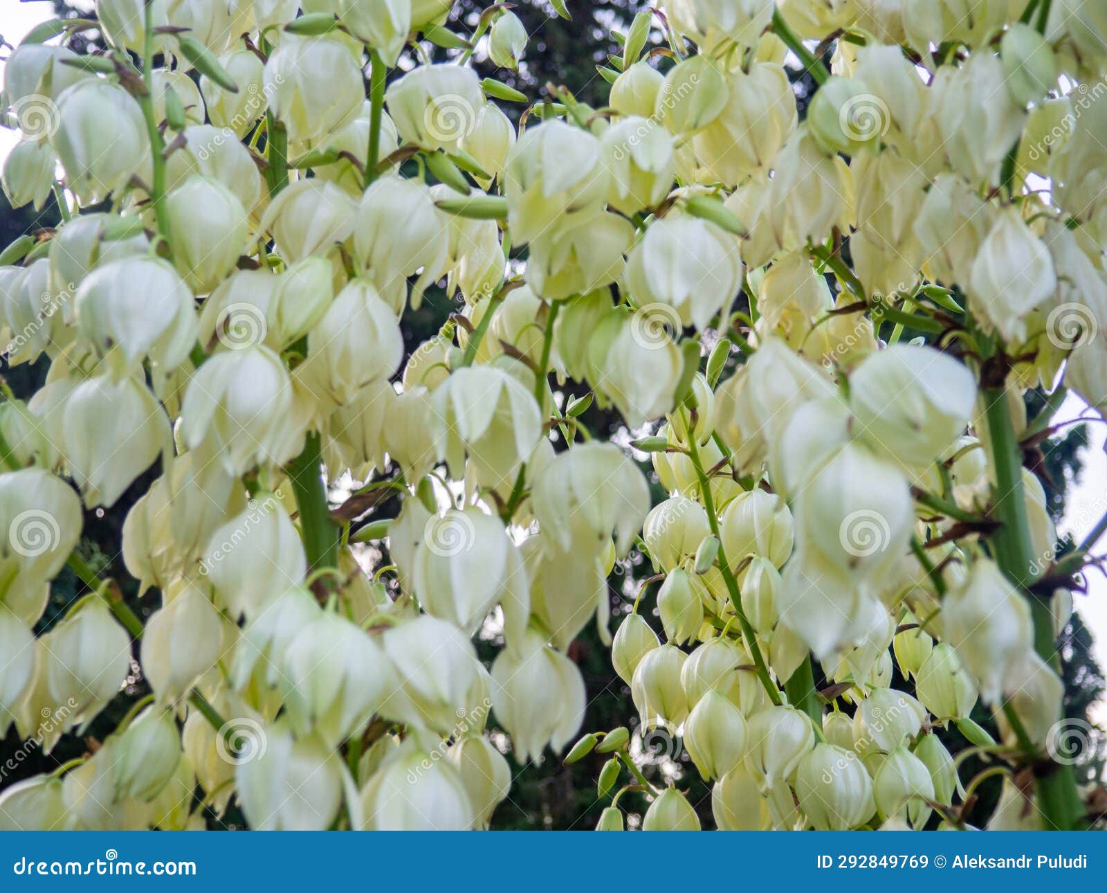 Yucca Palm Blossom. White Flowers on a Palm Tree. Flowers in the Shape