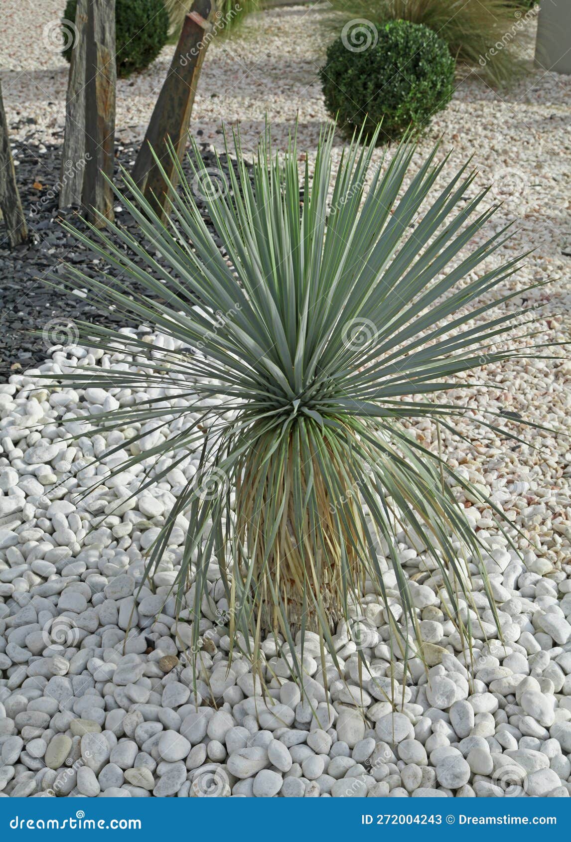 yucca rostrata in a bed with a pebble mulch
