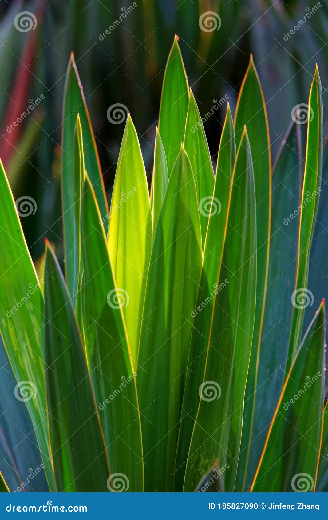 yucca smalliana